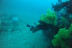 Baptême de Plongée Sous-Marine en Mer Méditerranée (Fréjus, Var - 83)