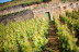 Séjour Œnologique avec Dîner et Dégustation de Vins avec Secrets de Vignobles (Beaune, Côte d'Or - 21)