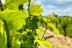 Visite de Vignobles, Dégustation de Vins et Assiette Gourmande (Vingrau, Pyrénées-Orientales - 66)