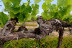 Expérience Découverte de la Vigne à la Cave pour deux (Montans, Tarn - 81)