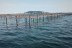 Promenade en Catamaran Mansathau dans l'Étang de Thau (Mèze, Hérault - 34)