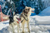 Balade Évasion en Nature en Chiens de Traîneaux aux Carroz d’Arâches (Saint-Gervais-les-Bains, Haute-Savoie - 74)