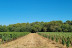 Visite et Dégustation de Vins au Château Capion (Gignac, Hérault - 34)