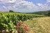 Visite avec Dégustation “Privilège” de Vins pour deux au Domaine Joseph Lafarge (Lugny, Bourgogne- 71)