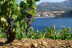 Visite “Privilège” avec Dégustation pour deux aux Terres des Templiers (Banyuls-sur-Mer, Pyrénées-Orientales- 66)