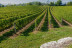 Pique Nique et Balade dans les Vignes au Domaine Saint Laurent de Saurs (Lisle-sur-Tarn, Tarn - 81)