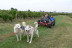 Doggy Kart avec des chiens nordiques (Chênehutte, Maine-et-Loire - 49)