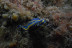 Plongée Découverte Débutant de 0 à 6 mètres (Lège-Cap Ferret, Gironde - 33)