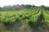 Visite de Vignobles, Dégustation de Vins et Assiette Gourmande (Vingrau, Pyrénées-Orientales - 66)