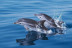 Excursion en Mer avec Observation des Dauphins au Sanctuaire Pelagos (Saint-Raphaël, Var - 83)