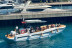 Excursion en Mer avec Observation des Dauphins au Sanctuaire Pelagos (Saint-Raphaël, Var - 83)