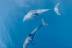 Excursion en Mer avec Observation des Dauphins au Sanctuaire Pelagos (Saint-Raphaël, Var - 83)