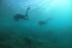 Chasse au Trésor Aquatique (Fréjus, Var - 83)