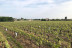 Initiation Œnologique avec Dégustation (Gorges, Loire-Atlantique - 44)