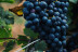 Formation Œnologique et Dégustation de Vins de Loire (Bourgueil, Indre-et-Loire - 37)