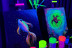 Atelier de Peinture Fluorescente dans le Noir (Paris, Île-de-France- 75)