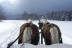 Balade en Traîneau à Cheval Privatisé Grand Nord (La Féclaz, Savoie - 73)