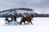 Balade en Traîneau à Cheval Privatisé Grand Nord (La Féclaz, Savoie - 73)