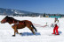 Ski-Joëring dans les Alpes (La Féclaz, Savoie - 73)