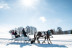 Balade en Traîneau à Cheval Privatisé Grand Nord (La Féclaz, Savoie - 73)