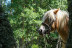 Randonnée à Cheval Revard Bellevue (La Féclaz, Savoie - 73)
