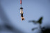 Saut à l'Élastique Tandem au Pont d'Alzon pour deux (Alzon, Gard - 30)