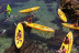 Balade en Pirogue Hawaïenne (Hendaye, Pyrénées-Atlantiques - 64)
