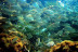 Pack Découverte de Plongée dans la baie de Villefranche (Nice, Alpes-Maritimes- 06)