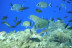 Pack Découverte de Plongée dans la baie de Villefranche (Nice, Alpes-Maritimes- 06)