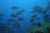 Snorkeling en Randonnée Palmée (Cannes, Alpes-Maritimes - 06)