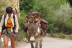 Randonnée “Renard” avec les Ânes (Saint-Martin-de-Brômes, PACA - 04)