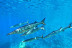 Snorkeling et Randonnée Palmée (Calvi, Corse - 20)