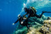 Snorkeling et Randonnée Palmée (Calvi, Corse - 20)