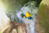 Canyoning dans les Alpes Françaises (Chambéry, Savoie - 73)