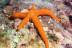 Excursion de Snorkeling et Randonnée Palmée (Gignac-la-Nerthe, Bouches-du-Rhône - 13)