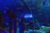 Billets pour Sea Life Paris Val d'Europe (Serris, Seine-et-Marne - 77)
