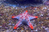 Billets pour Sea Life Paris Val d'Europe (Serris, Seine-et-Marne - 77)