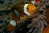 Billets pour Sea Life Paris Val d'Europe (Serris, Seine-et-Marne - 77)