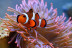 Billets pour l'Aquarium SEA LIFE Paris (Serris, Seine-et-Marne - 77)