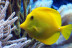 Billets pour l'Aquarium SEA LIFE Paris (Serris, Seine-et-Marne - 77)