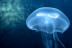 Billets pour l'Aquarium SEA LIFE Paris (Serris, Seine-et-Marne - 77)