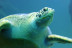 Billets pour l'Aquarium SEA LIFE Paris (Serris, Seine-et-Marne - 77)