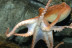 Billets pour l'Aquarium SEA LIFE Paris (Serris, Seine-et-Marne - 77)