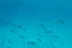 Snorkeling et Randonnée Palmée à Capo Rosso (Cargèse, Corse-du-Sud - 20)