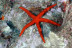 Snorkeling et Randonnée Palmée autonome (Cerbère, Pyrénées-Orientales - 66)
