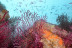 Snorkeling et Randonnée Palmée autonome (Cerbère, Pyrénées-Orientales - 66)