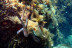 Snorkeling et Randonnée Palmée autonome (Cerbère, Pyrénées-Orientales - 66)