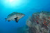 Snorkeling et Randonnée Palmée autonome (Cerbère, Pyrénées-Orientales - 66)