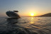 Excursion Snorkeling au Coucher du Soleil autour de l’Île d’Or avec Apéritif sur le Bateau (Saint-Raphaël, Var - 83)