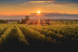 Baptême du Vigneron: Dégustation de Vins en Duo au Domaine de Rombeau (Rivesaltes, Occitanie - 66)